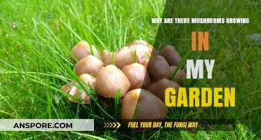Mushrooms in Your Garden: Causes, Benefits, and How to Manage Them