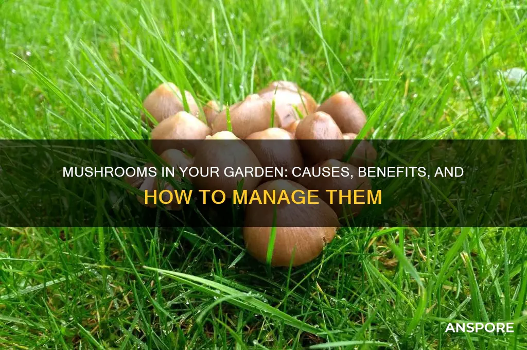 why are there mushrooms growing in my garden