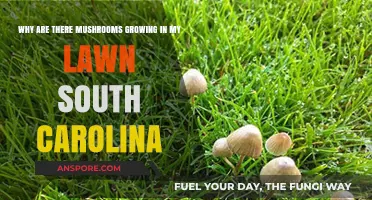 Mushrooms in South Carolina Lawns: Causes and Solutions Explained