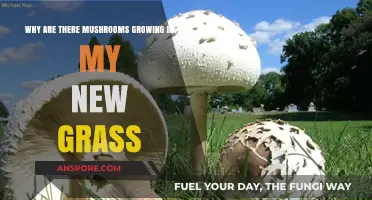 Mushrooms in New Grass: Causes, Concerns, and Effective Solutions