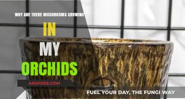 Mushroom Mystery: Why Are Fungi Sprouting in My Orchid Pots?