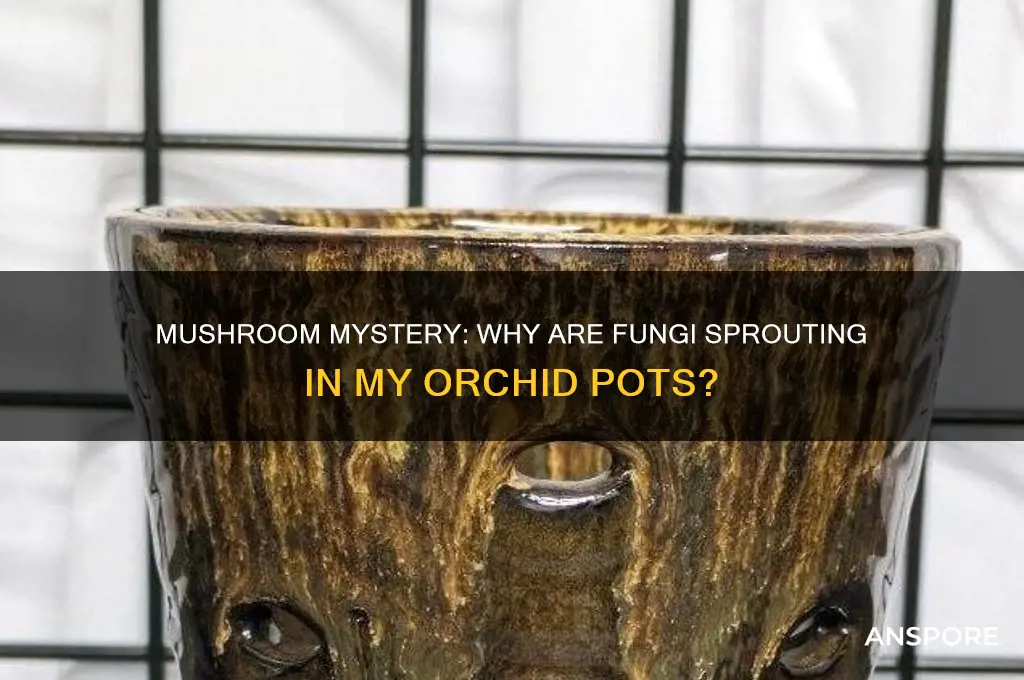 why are there mushrooms growing in my orchids