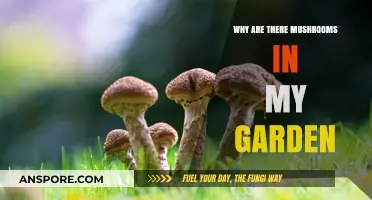 Mushrooms in Your Garden: Causes, Benefits, and How to Manage Them