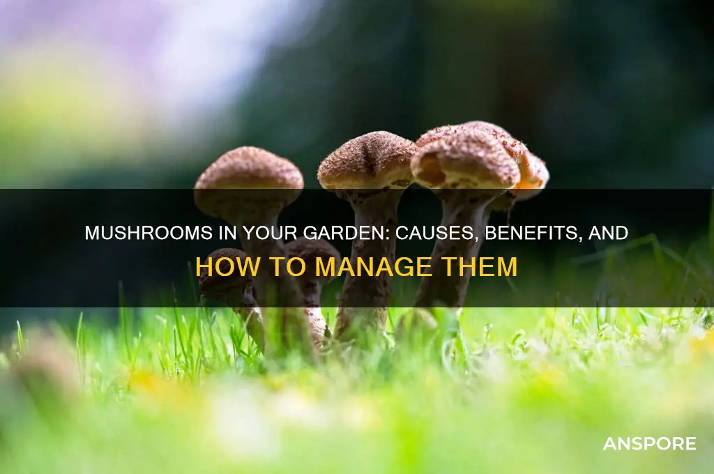 why are there mushrooms in my garden
