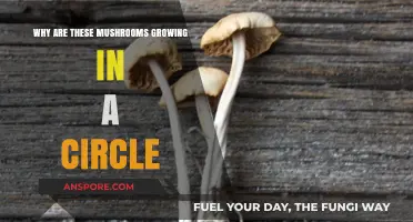 Mysterious Circular Mushroom Growth: Unraveling Nature's Fungal Fairy Ring Phenomenon
