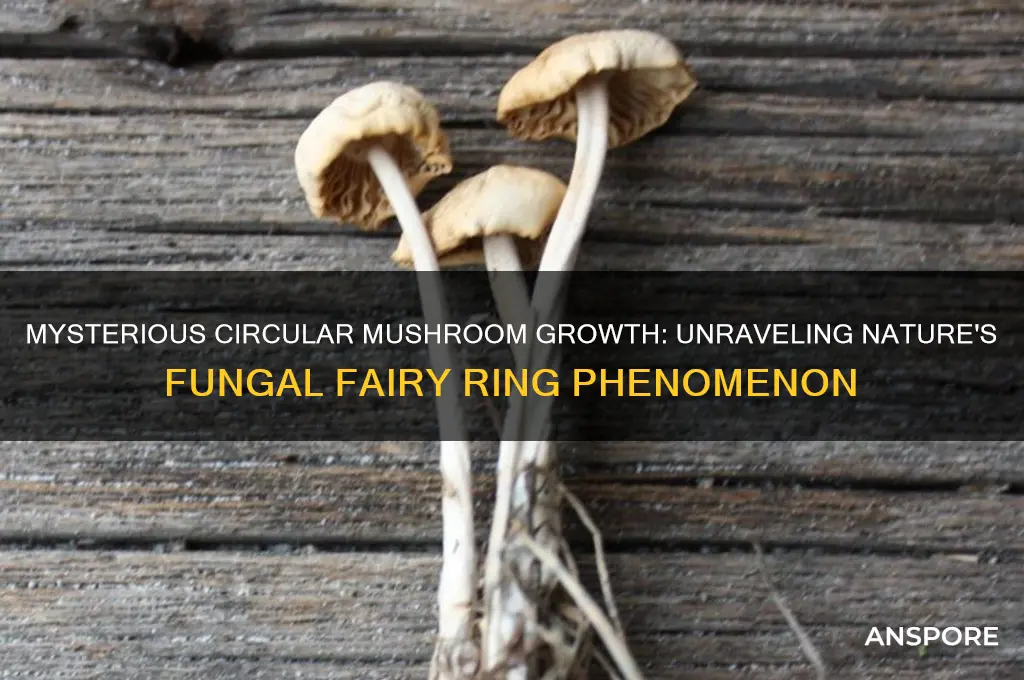 why are these mushrooms growing in a circle