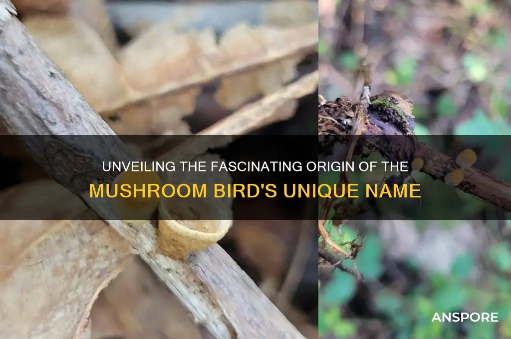 why are they called mushroom birds