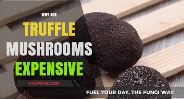 Truffle Mushrooms: Why Are They So Expensive?