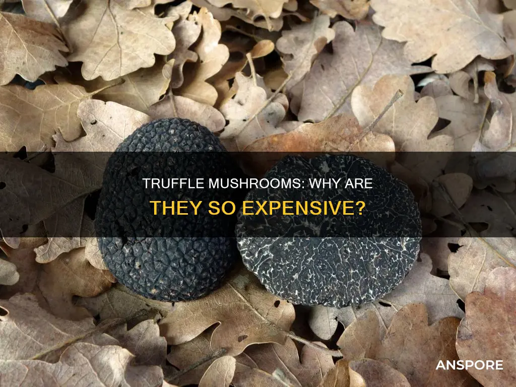 why are truffle mushrooms expensive
