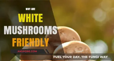 Mushrooms: White Allies in the Garden