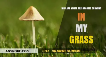 White Mushrooms in Your Lawn: Causes and Solutions Explained