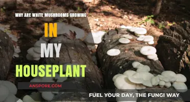 Unwanted Guests: Understanding White Mushrooms in Your Houseplants