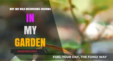 Uninvited Guests: Understanding Wild Mushrooms in Your Garden