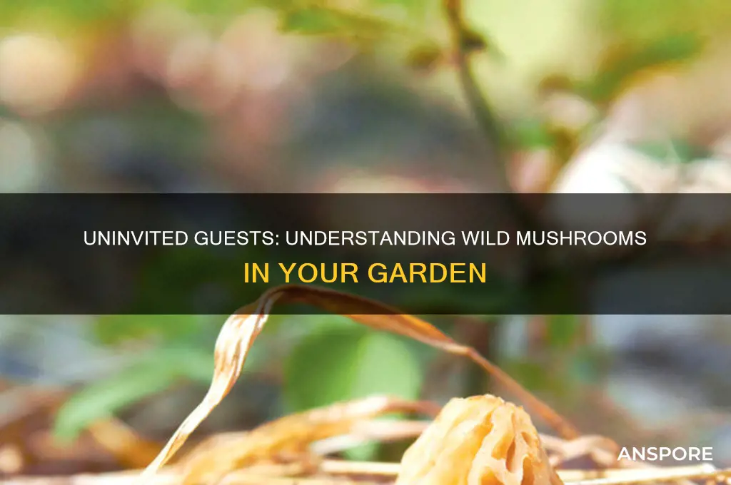 why are wild mushrooms growing in my garden