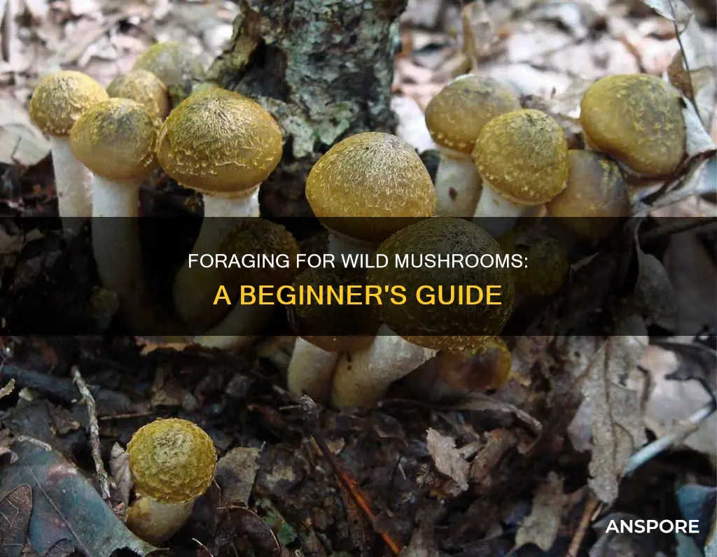 why are wild mushrooms