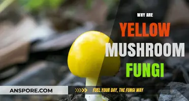 Yellow Mushrooms: Why Are They Fungi?