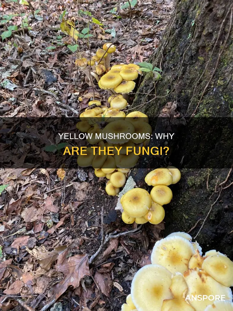 why are yellow mushrooms fungi
