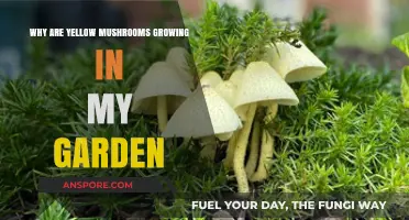 Yellow Mushrooms in Your Garden: Causes and Safe Solutions