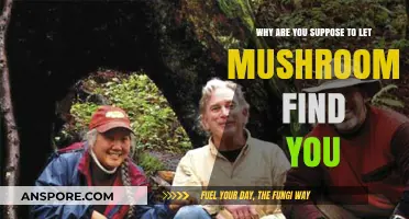 Let Mushrooms Find You: Unveiling the Mystical Foraging Tradition