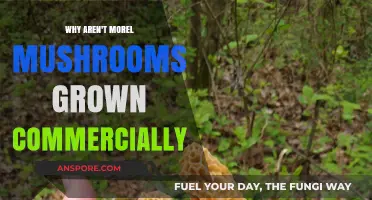 Why Morel Mushrooms Resist Commercial Cultivation: Unraveling the Mystery