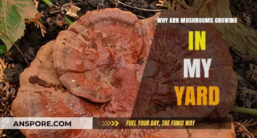 Why Are Mushrooms Popping Up in My Yard? Explained