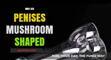 The Evolution of Penis Shape: Why Mushrooms?