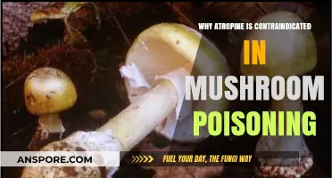 Atropine's Risks in Mushroom Poisoning: Understanding the Contraindication