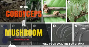 Cordyceps: Why We Call It a Mushroom