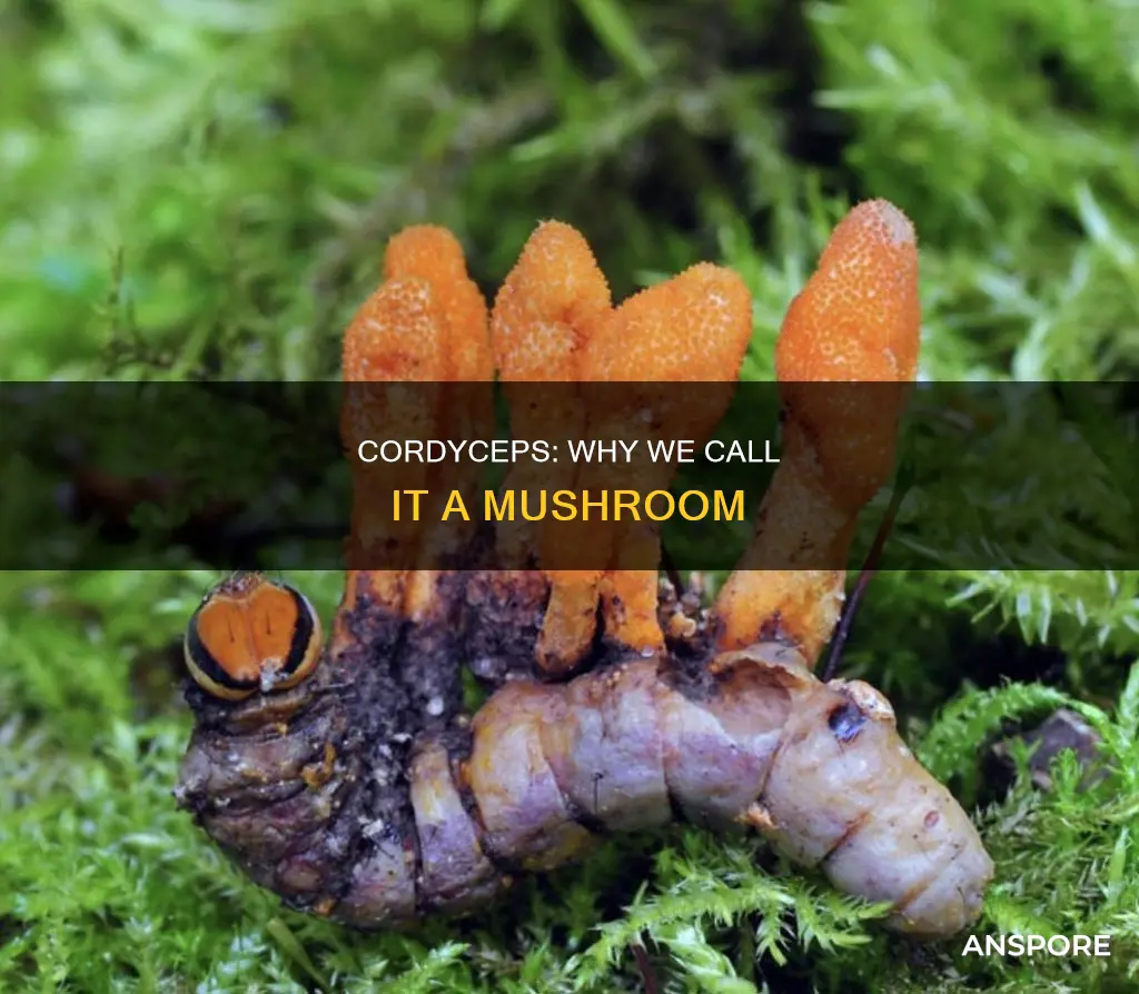 why call cordyceps a mushroom