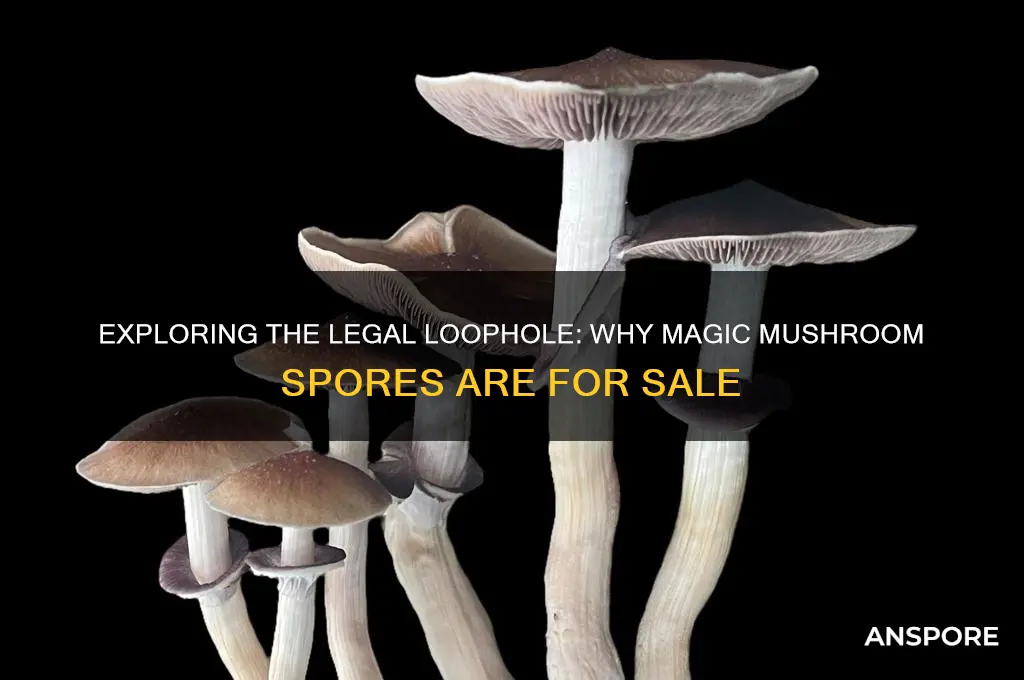 why can i purchase magic mushrooms spores