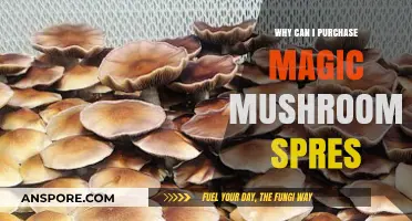 Exploring Legal Access to Magic Mushroom Spores: A Comprehensive Guide