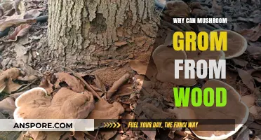 Why Mushrooms Thrive on Wood: Unveiling Nature's Decomposition Process