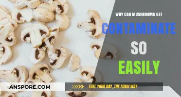 Understanding Mushroom Contamination: Why They're Prone to Spoilage and Risks