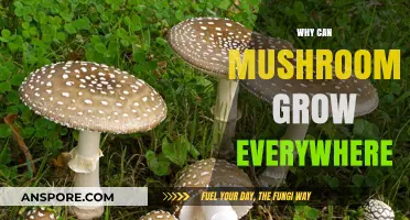 Mushrooms' Ubiquitous Growth: Exploring Their Adaptability in Diverse Environments