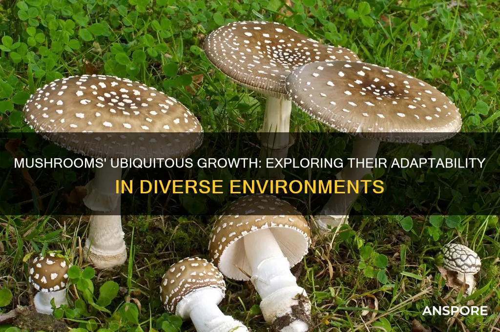 why can mushrooms grow everywhere