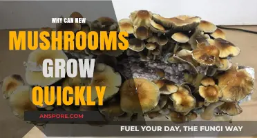 Rapid Mushroom Growth: Unveiling the Secrets Behind Their Speedy Development
