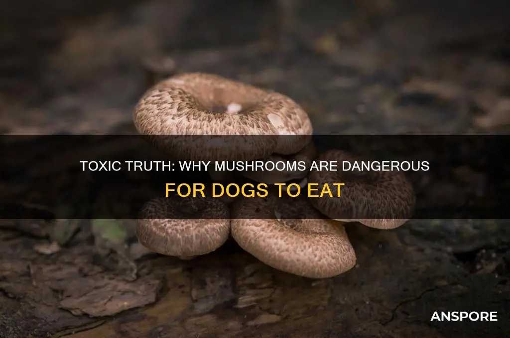 why can t dogs have mushrooms
