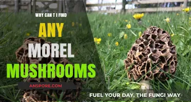 Where Are the Morels? Tips for Finding Elusive Morel Mushrooms