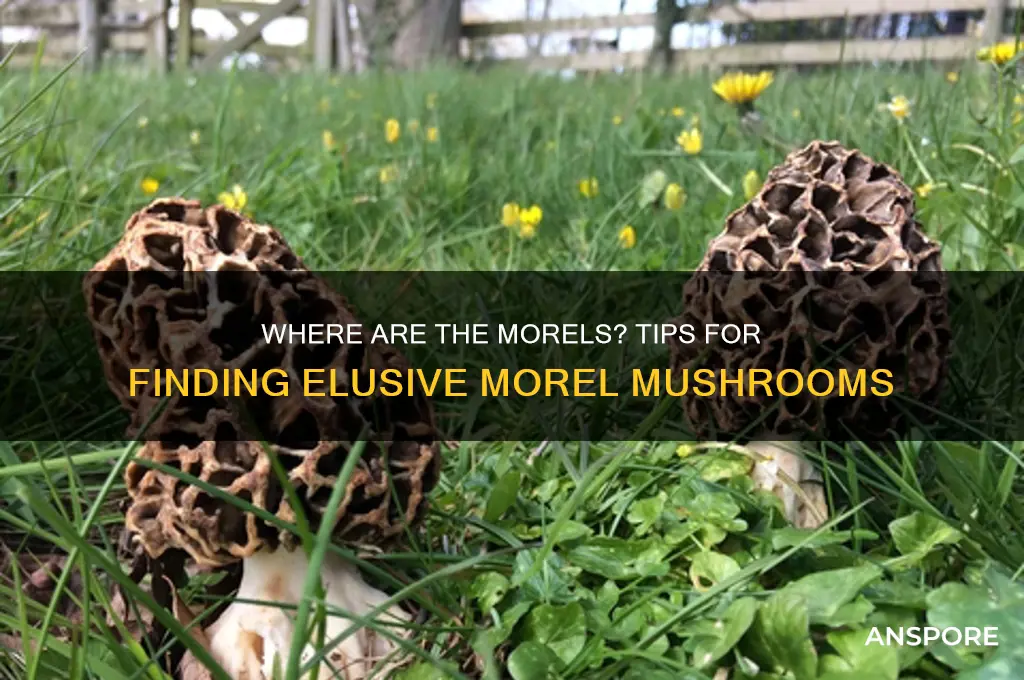 why can t i find any morel mushrooms