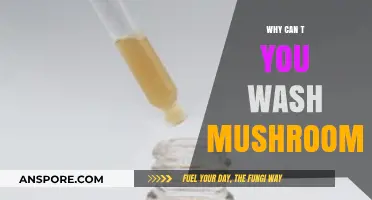 Why Mushrooms Hate Water: The Truth About Washing Fungi