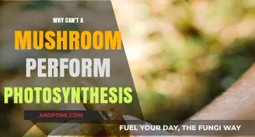 Why Mushrooms Can't Photosynthesize: Unveiling Their Unique Survival Strategies