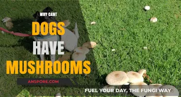Mushrooms: A Toxic Treat for Dogs