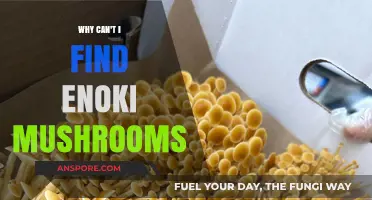 Where Are Enoki Mushrooms? Tips for Finding This Elusive Fungus