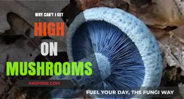 Why Mushrooms Aren't Working: Unraveling the High-Free Mystery