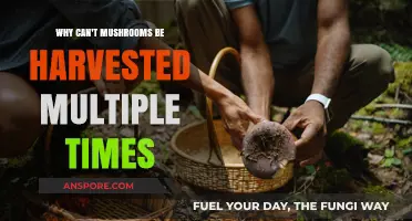 Why Mushrooms Can't Be Harvested Multiple Times: Unveiling the Fungal Mystery