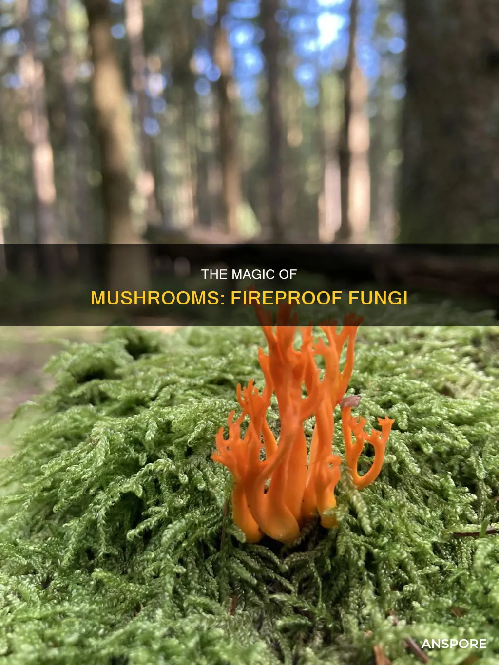 why cant you burn mushrooms