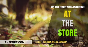 Why Morel Mushrooms Remain a Foraged Treasure, Not a Store-Bought Find