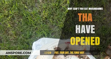 Avoid Open Mushrooms: Risks of Eating Fully Expanded Fungi Explained