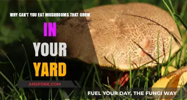 Avoid Backyard Mushrooms: Why Wild Varieties Can Be Deadly