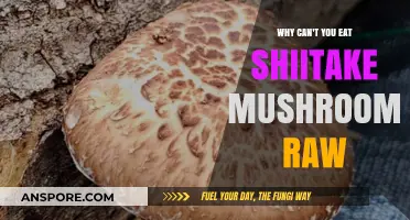 Raw Shiitake Mushrooms: Why They're Not Safe to Eat Uncooked